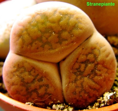[Lithops trilobato[3].jpg]